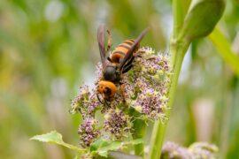 2024/04/Hornet-pollinators.jpg