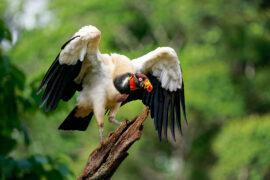 King,Vulture,-,Sarcoramphus,Papa,Big,Bird,Of,Prey,,New