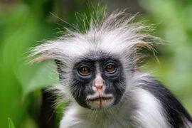 2024/05/Red-colobus-monkeys.jpg