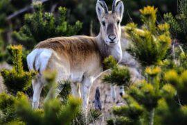 2024/05/Mongolian-gazelle.jpg