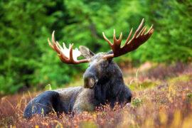 Moose,Resting,In,The,Grass,In,Alaska