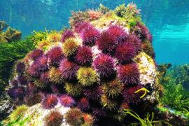 2024/05/purple-sea-urchins_destroy-kelp-forest_harm-gray-whales_1m.jpg