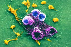 2024/05/black-eyed-pea-plant-virus_attacks-cancer-cells-tumors_1m.jpg