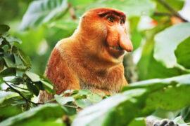 2024/05/proboscis-monkey_Nasalis-larvatus_noses-attract-mates_1m.jpg