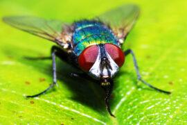 Greenbottle,Fly,In,Macro,Close,Up