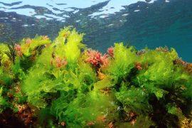 2024/06/Ocean-algae-climate.jpg