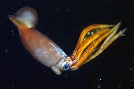 2024/06/squid-family-Gonatidae_brooding-eggs_deep-sea_MBARI_1m.jpg