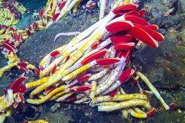 2024/06/Riftia-pachyptila_giant-tubeworms_hydrothermal-vents_MBARI_1m.jpg