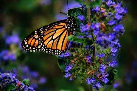 2024/06/Butterfly-decline-insecticides.jpg