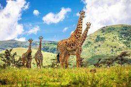 Group,Of,Giraffes,.,Tanzania,Ngorongoro
