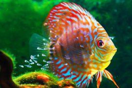 Baby,Discus,Fish,Swimming,In,Freshwater.,Discus,Fishes,Are,Native