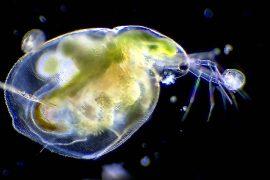 2024/07/natural-selection_rules-change_zooplankton_Daphnia-pulex_1m.jpg