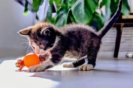 2024/09/Cats-fetch.jpg