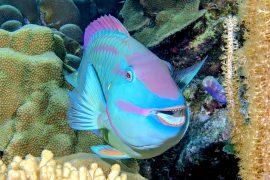 2024/09/Parrotfish.jpg