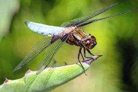 2024/09/Dragonfly-temperatures.jpg