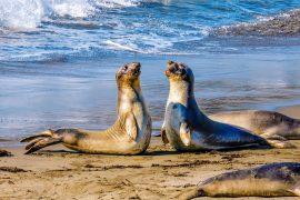 2024/09/Elephant-seal.jpg