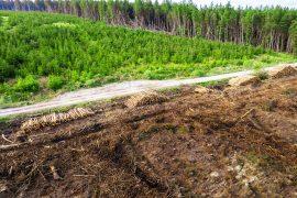 Pile,Of,Freshly,Cut,Wood,Logs,And,Empty,Field,With