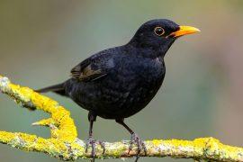 2024/09/Blackbirds-energy.jpg