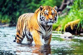 2024/09/Captive-tigers.jpg