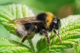 2024/09/Bumblebees-memory.jpg