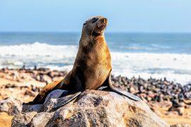 2024/09/Seals-rabies.jpg