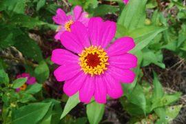 2024/09/Asteraceae-plants_most-diversity_1m.jpg