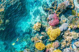 2024/09/Corals-heat-stress.jpg