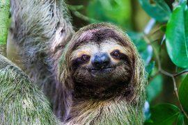 2024/09/Sloths.jpg