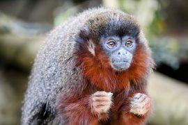 2024/10/Caribbean-monkey-.jpg