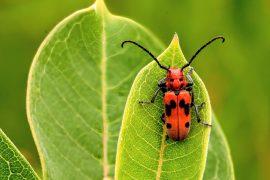 2024/10/Milkweed-beetle.jpg