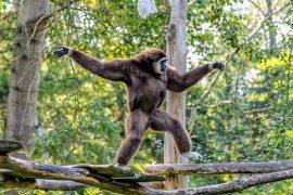 2024/10/Gibbons-dance.jpg