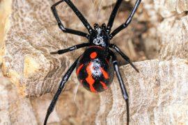 2024/10/Black-widow-venom.jpg