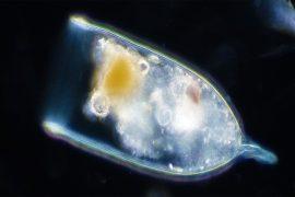 2024/10/marine-snow_plankton-ocean-organism_mucus-parachutes_carbon-storage_1.jpg