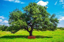 2024/10/oak-tree_isoprene_emissions_climate-change_1m.jpg