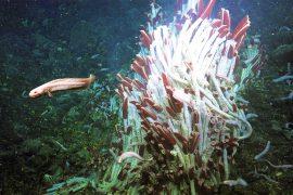 2024/10/ocean-floor-life_eelpout_tubeworms_Tica-Vent_hydrothermal_Schmidt-Ocean-Institute_1m.jpg