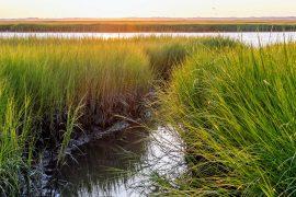 2024/10/Coastal-marshes.jpg