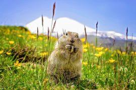 2024/11/Mountain-gophers.jpg