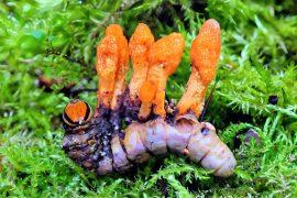 2024/11/Caterpillar-fungus3.jpg