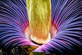 2024/11/Corpse-flower.jpg