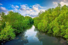 2024/11/Mangrove-climate.jpg