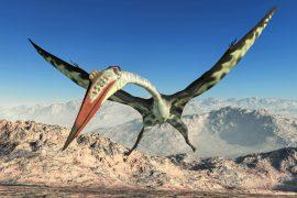 2024/11/Pterosaur-fossil.jpg