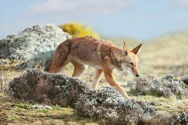 2024/11/Ethiopian-wolves.jpg