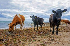 2024/12/Seaweed-cattle-methane.jpg