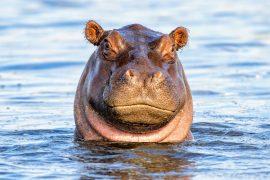 2024/12/Hippo-extinction.jpg