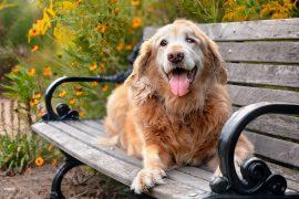 2024/12/Dog-old-age.jpg