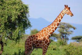 2024/12/Giraffe-slopes.jpg