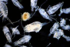 2024/12/Zooplankton-carbon.jpg