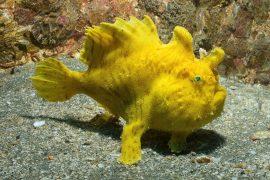 2024/12/Frogfish.jpg