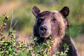 2024/12/Grizzly-bears-huckleberries.jpg