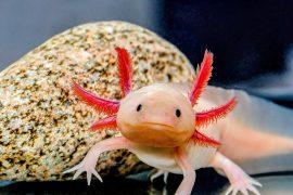 2024/12/Axolotls.jpg